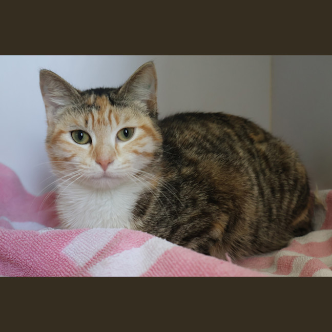 Photo of Mango