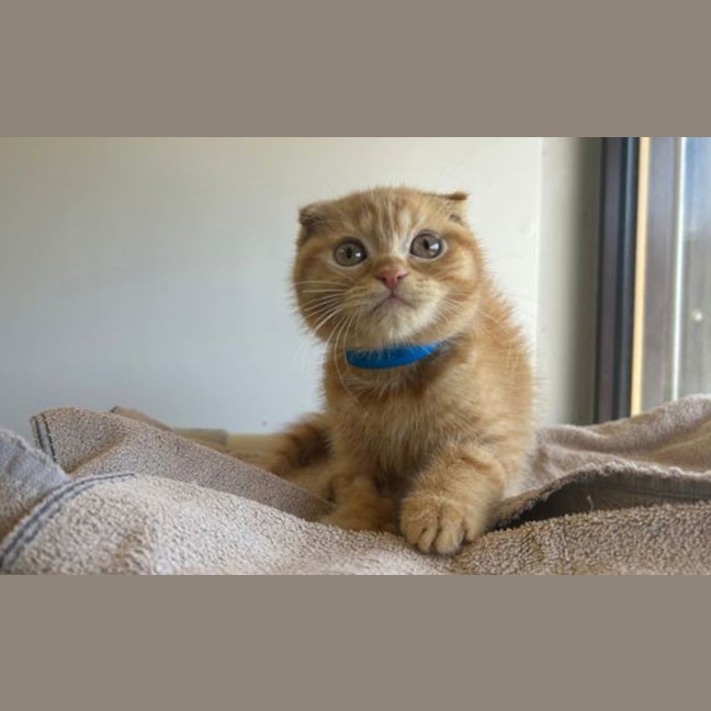 Photo of Garfield