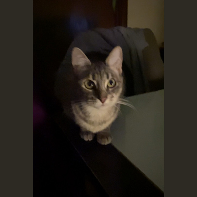 Photo of Bella
