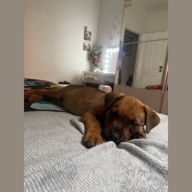 Photo of Bear