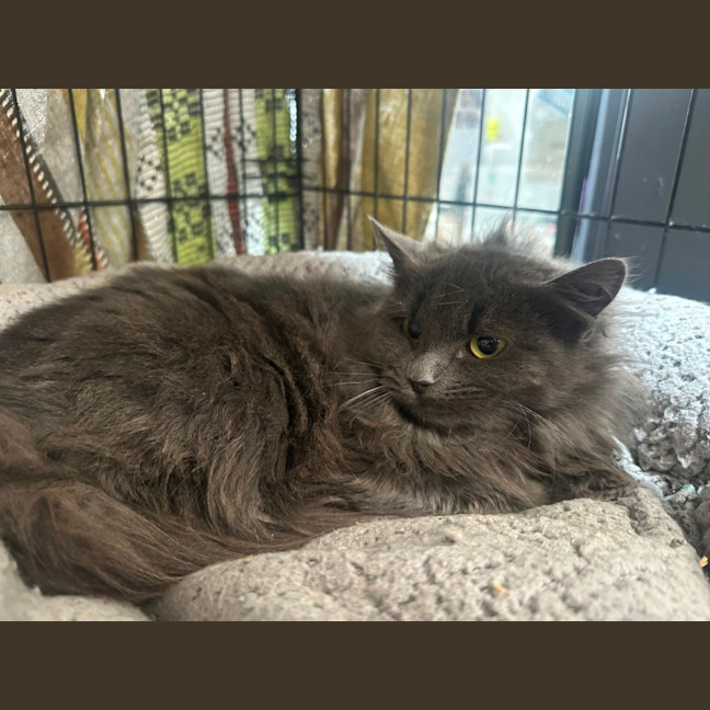 Photo of Sweet Caroline 