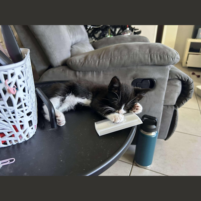 Photo of Gizmo