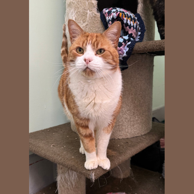 Photo of Tigger