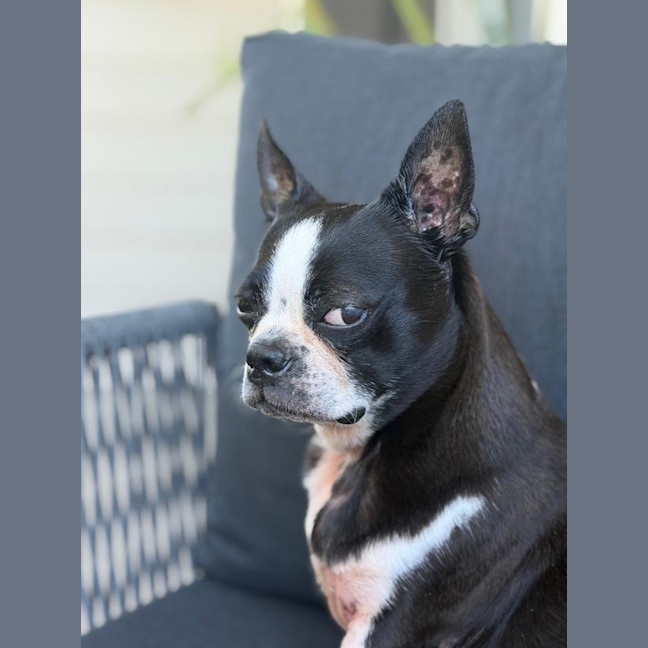 Photo of Spock & Oscar   6 Yo Boston Terrier