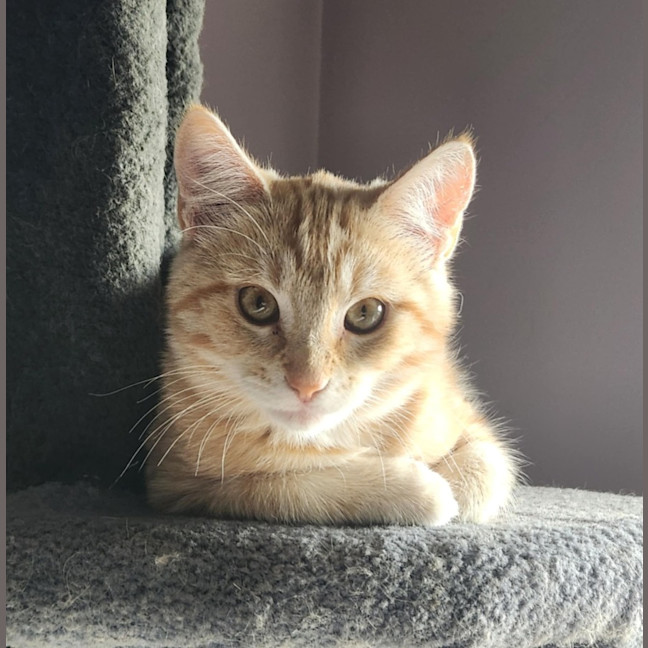 Photo of Leon   Located In Templestowe Lower