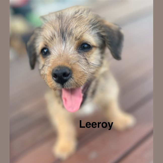 Photo of Leeroy   9 Week Old Fox Terrier X Kelpie