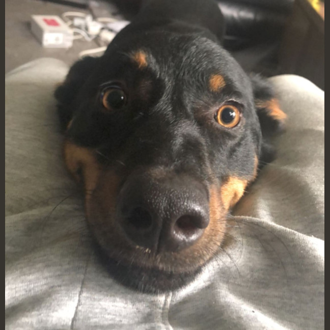Photo of Cooma   6 Year Old Kelpie