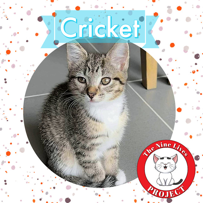 Photo of Cricket *9 Lives Project Rescue*