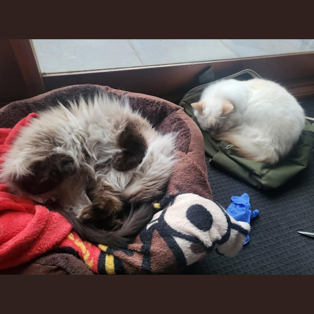 Photo of Bobby & Brown *9 Lives Project Rescue*