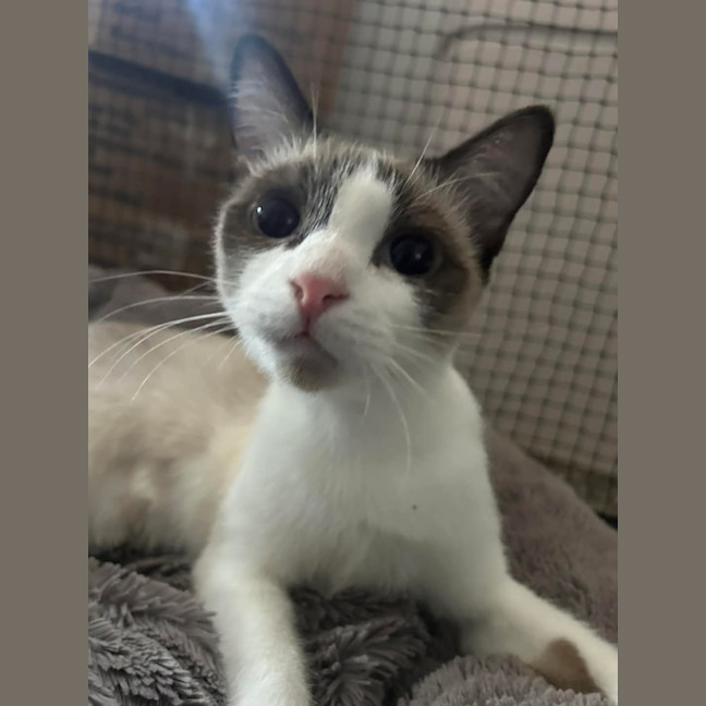 Photo of Tottie & Chips 