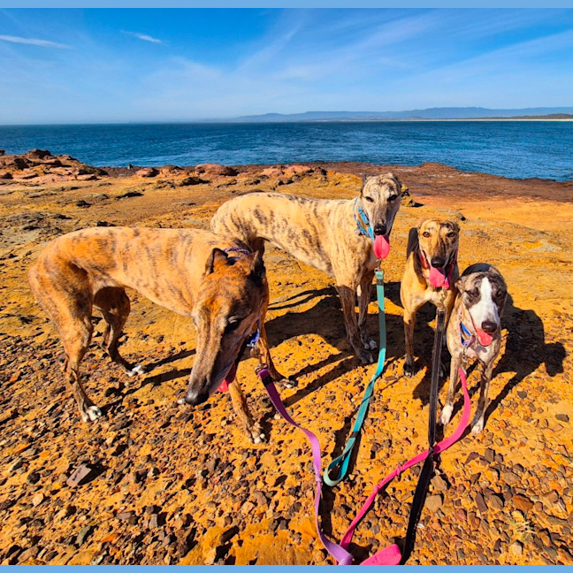 Photo of Fruity, The Tiny Greyhound