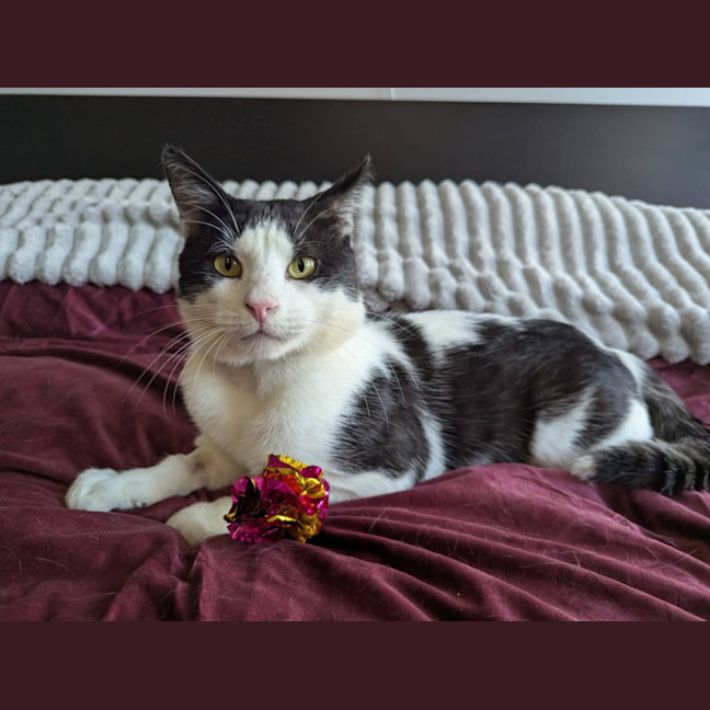 Photo of Chatty