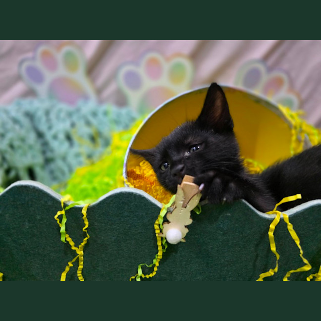 Photo of Jelly Belly