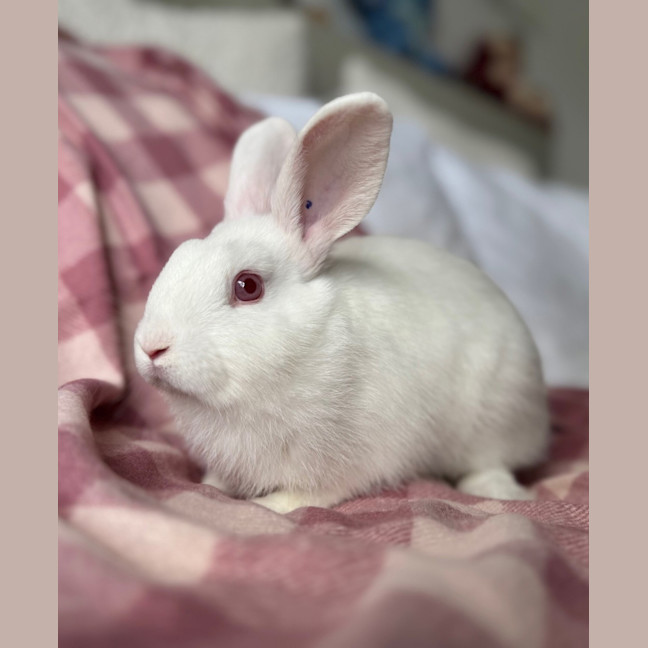 Photo of Pea