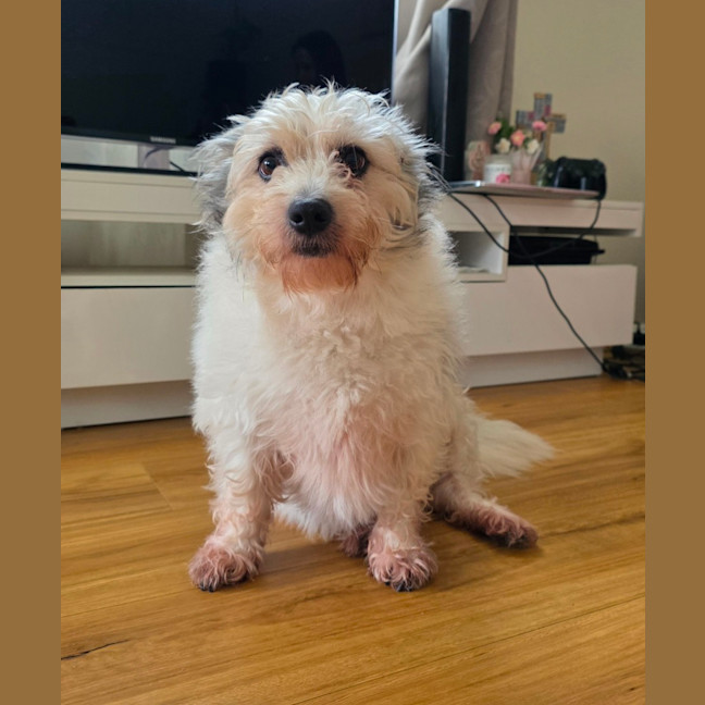 Photo of Teddy