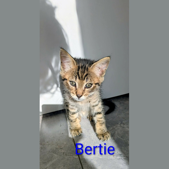 Photo of Bertie 