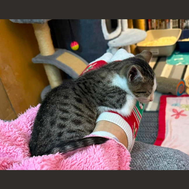 Photo of Kashii **2nd Chance Cat Rescue**