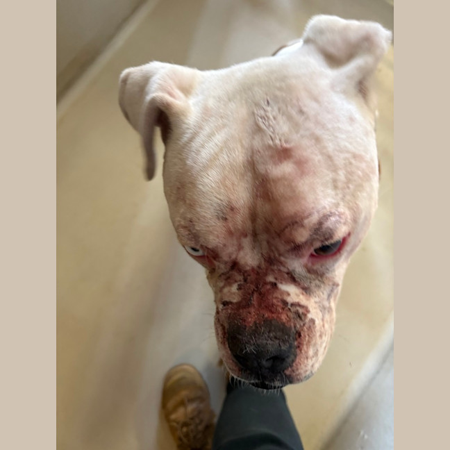 Photo of Patches/Gary