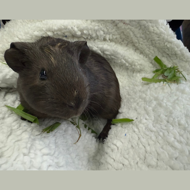 Photo of Fudge