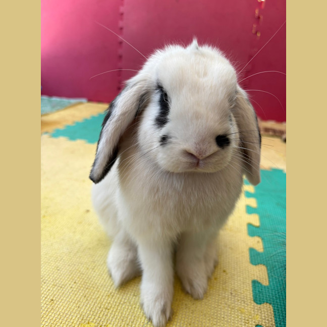 Photo of Cauliflower (Bonded With Pumpkin And Avocado)