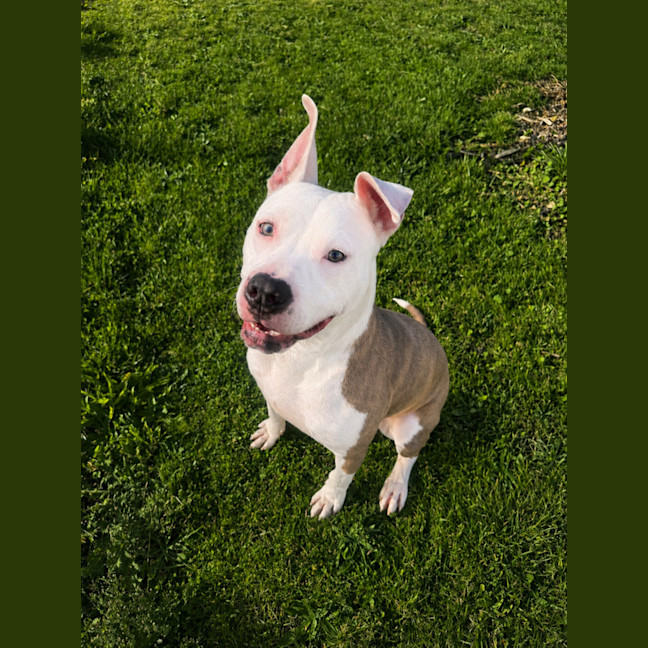 Photo of Chino