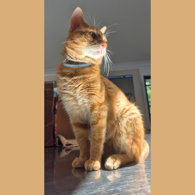 Photo of Tommy (9977)