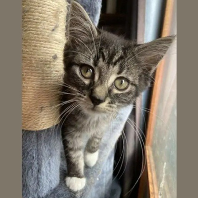 Photo of Jinx