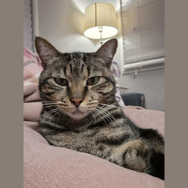 Photo of Astro   Assisted Rehoming