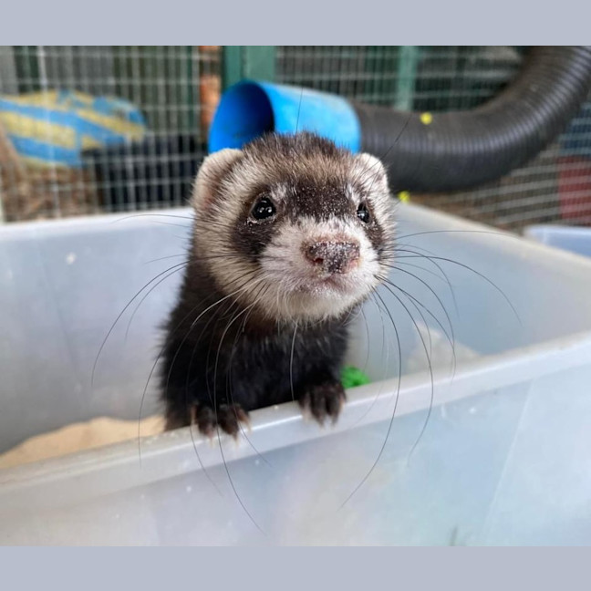 Photo of Fig, Anthea & Danger Mouse