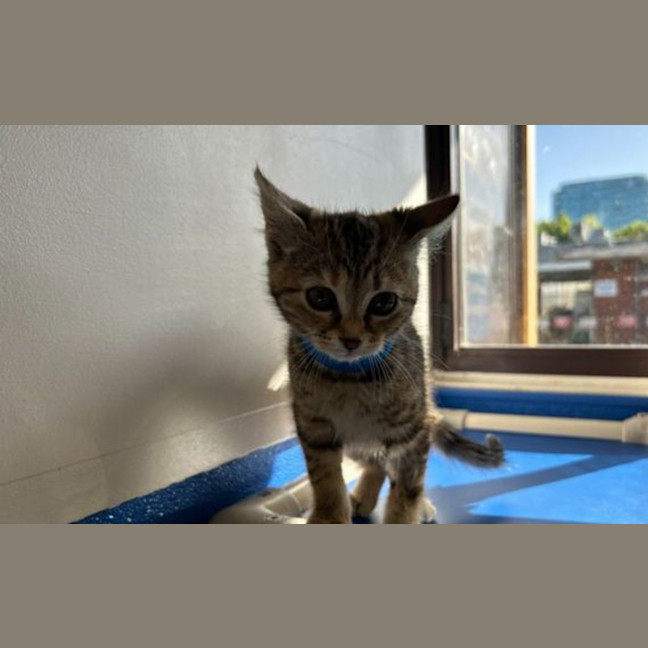 Photo of Daisy