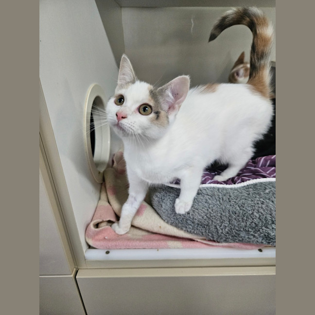 Photo of Hazelnut 