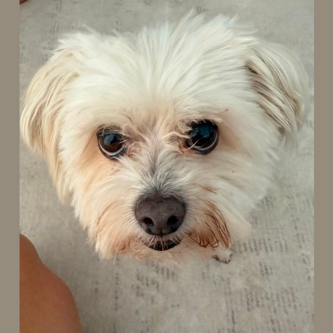 Photo of Matey   10 Year Old Moodle