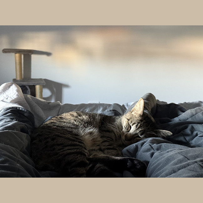 Photo of Tigga