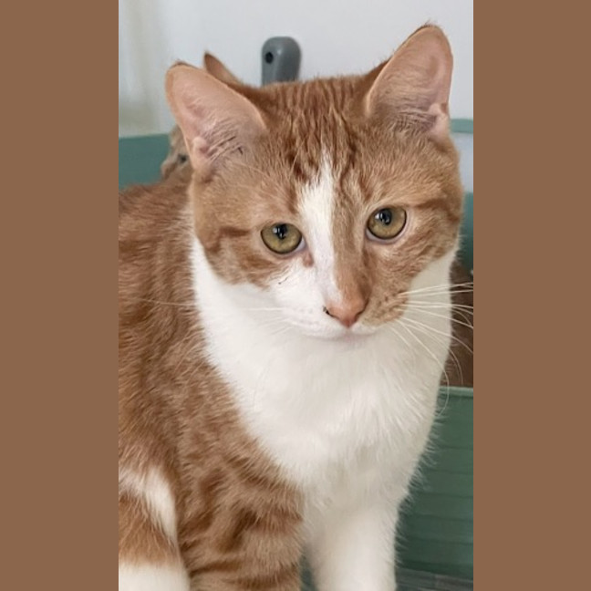 Photo of Tigger (Fostered In Perth)
