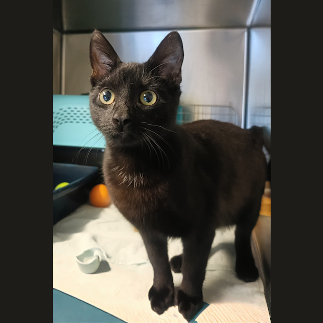Photo of Toothless