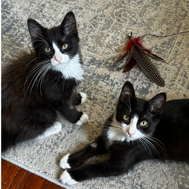 Photo of Baxter & Buttons