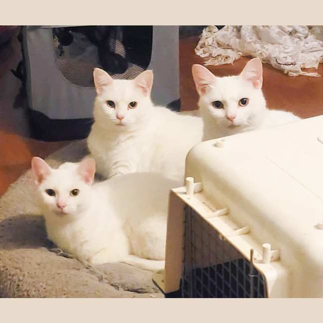 Photo of Clara / Pearl