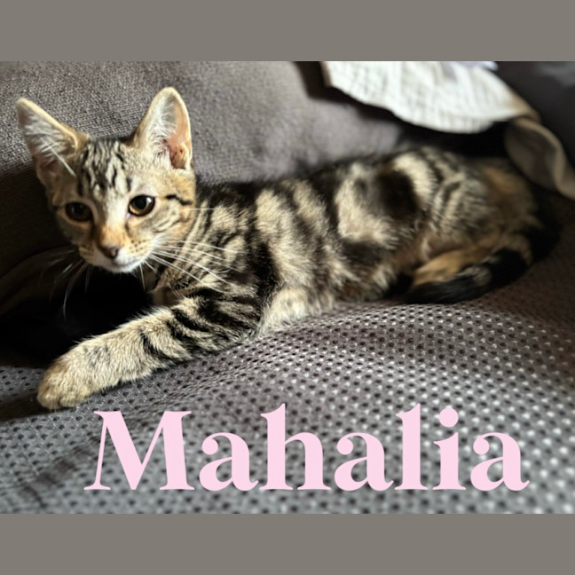 Photo of Mahalia 