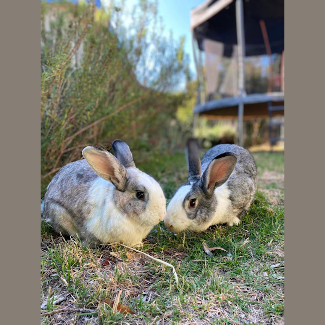 Photo of Winterberry & E’scar