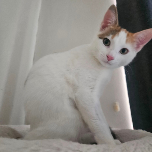 Photo of Peanuts