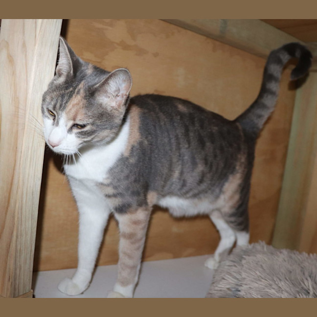 Photo of Liberty    Now Available At Pet Quarters Thornton