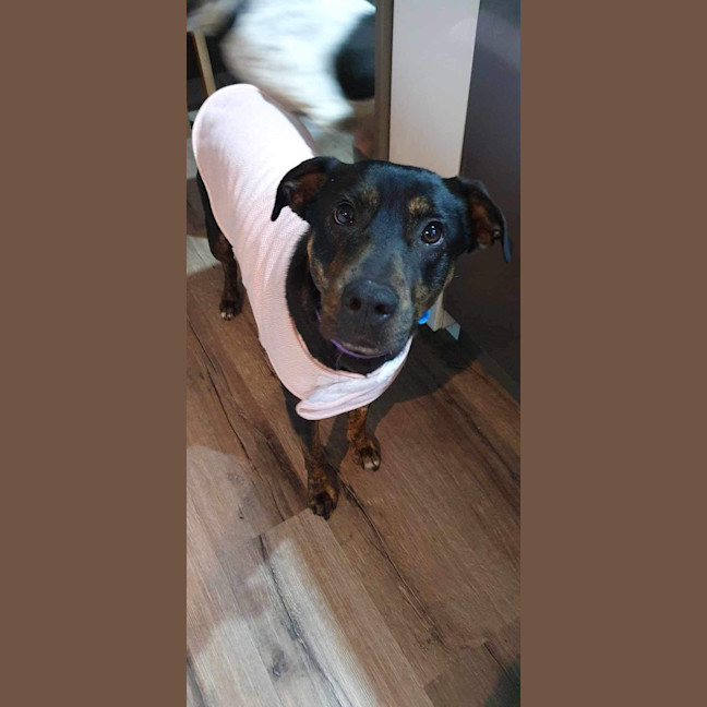 Photo of Nova