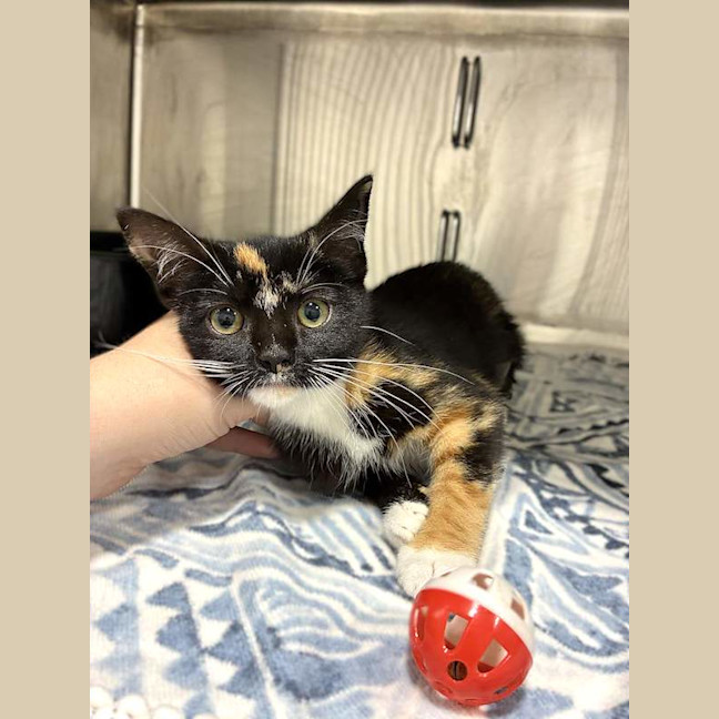 Photo of Pepper