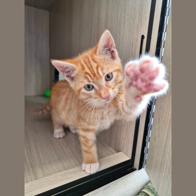 Photo of C1460 Cobie