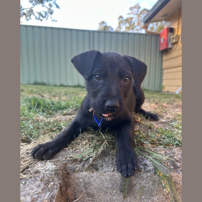 Photo of Raven   8 Week Old Wolfhound X