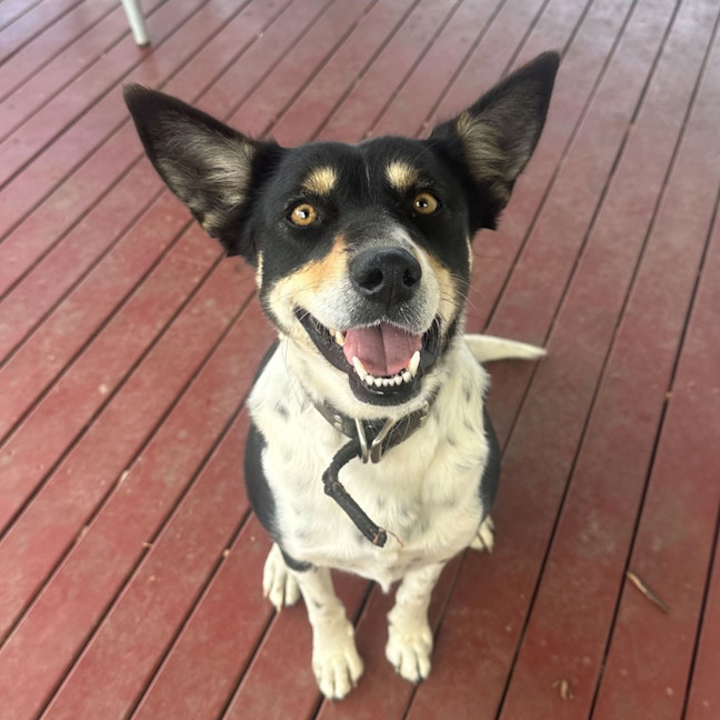Photo of Scrumpy