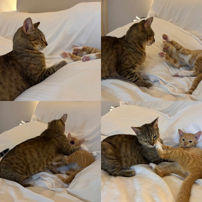Photo of Mumma Bee And Baby Ember