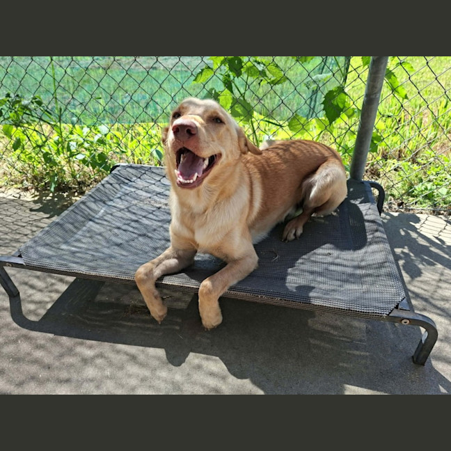 Photo of Brandy