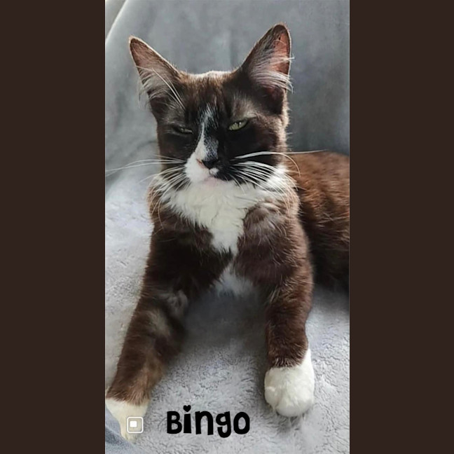 Photo of Bingo