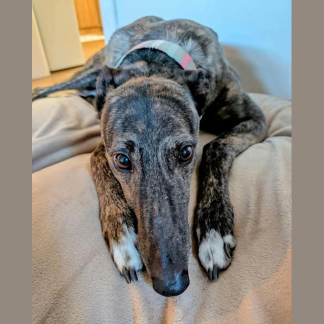 Photo of Tomi, The Greyhound